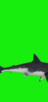 Fin Shark Requiem Shark Live Wallpaper