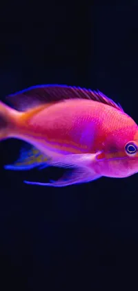 Fin Underwater Fish Supply Live Wallpaper