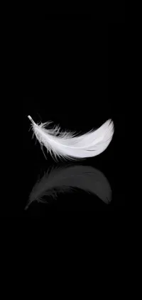 Flash Photography Feather Art Live Wallpaper