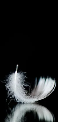 Flash Photography Feather Water Live Wallpaper