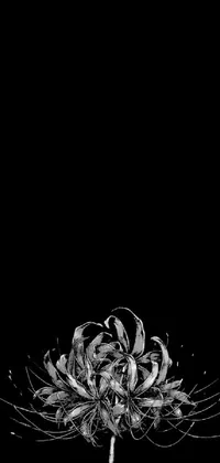 This live phone wallpaper features a black and white photo of a flower elegantly transitioning into a Jolteon, a beloved Pokemon character