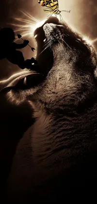 Flash Photography Whiskers Carnivore Live Wallpaper