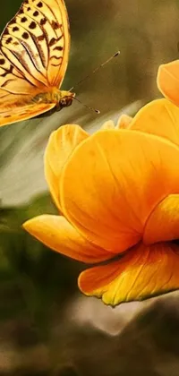 Flora Flower Orange Live Wallpaper