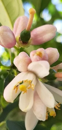 This phone live wallpaper showcases a vivid close-up view of a breathtaking flower resting on a tree
