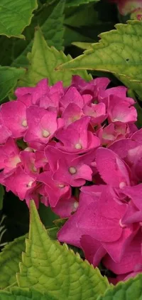 This vibrant phone live wallpaper showcases a stunning pink hydrangea flower with lush green leaves