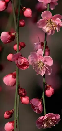 Give your phone a stunning new look with this close-up live wallpaper featuring pink flowers