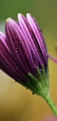 This phone live wallpaper features a breathtaking close-up of a purple chrysanthemum flower with water droplets