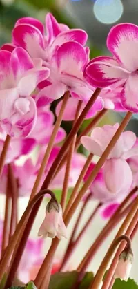 This live phone wallpaper showcases stunning pink flowers with green leaves in a clear vase