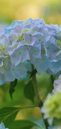 This phone live wallpaper showcases a stunning photo of a bouquet of flowers in soft blues and greens