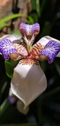 This live phone wallpaper features a stunning iris flower in shades of purple and white