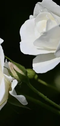 This phone live wallpaper features a close-up view of a stunning white rose against a black background