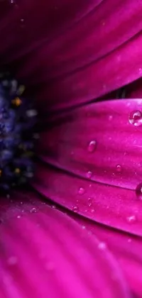 Bring the stunning beauty of a purple flower to your phone with this live wallpaper