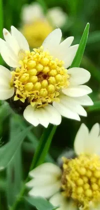 This phone live wallpaper showcases a stunning macro photograph of two white flowers against a lush green field