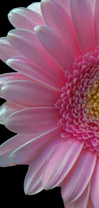 This phone live wallpaper features a stunning photorealistic close-up of a giant pink daisy flower head on a dark black background