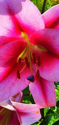 This live wallpaper features a gorgeous pink flower in bloom up close