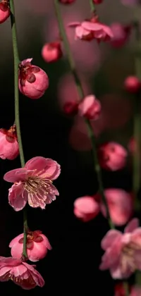 This phone live wallpaper features a stunning close up of pink flowers inspired by Japanese art