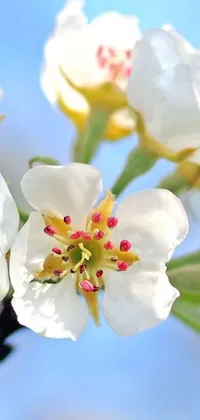 This live wallpaper depicts a beautiful white flower tree, captured in macro by a professional photographer