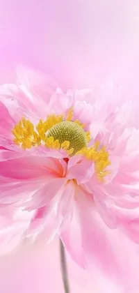 This pink flower live wallpaper features a close-up shot of a beautiful peony in shades of light to vibrant pink with a yellow center
