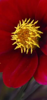 This phone live wallpaper showcases a stunning crimson-black beehive flower in close-up front view, featuring dark red velvety petals lined with black borders, and a vibrant yellow center, perfectly set against a soft green background