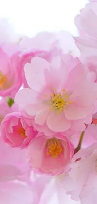This phone live wallpaper depicts a beautiful cluster of pink flowers in full bloom