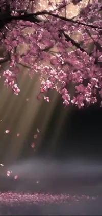 Flower Atmosphere Nature Live Wallpaper