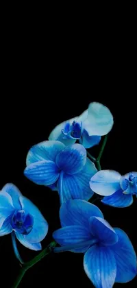 Flower Azure Plant Live Wallpaper