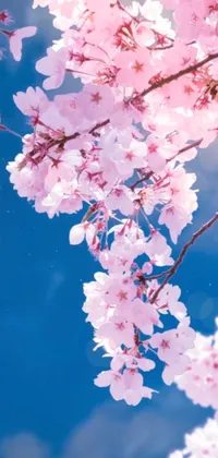 This stunning phone live wallpaper features a beautiful tree abundant with soft pink flowers set against a bright blue sky