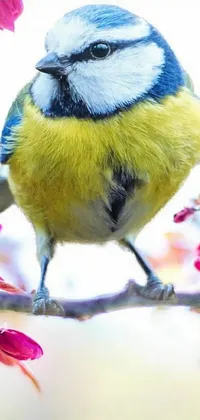 This vivid live wallpaper showcases a blue and yellow bird perched on a tree branch, sourced from a prominent Pixabay photo