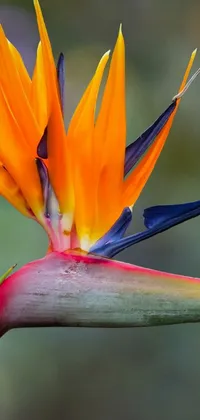 Flower Bird Of Paradise Plant Live Wallpaper