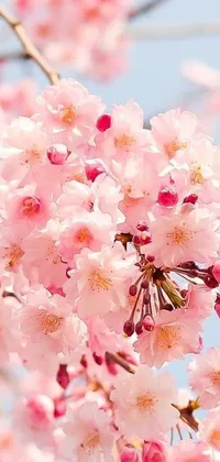 This smartphone live wallpaper showcases a enchanting depiction of a cherry blossom branch in full bloom with delicate pink flowers against a vibrant blue sky
