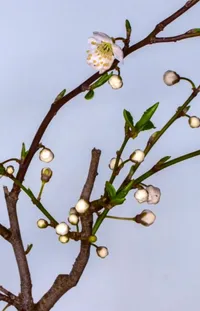 Flower Branch Twig Live Wallpaper