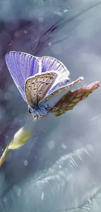 This phone live wallpaper features a close up of a butterfly on a flower, adding a magical touch to your mobile screen