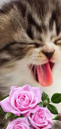 Flower Cat Facial Expression Live Wallpaper