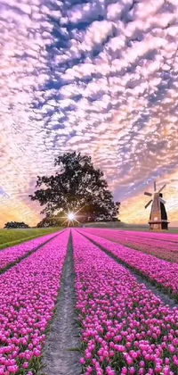 This live wallpaper showcases a stunning field of pink tulips set against a picturesque backdrop of a working windmill