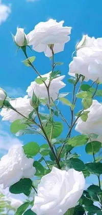 Flower Cloud Plant Live Wallpaper
