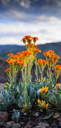 Looking for a serene and calming new live wallpaper for your phone? Check out our latest creation featuring a group of orange flowers placed on top of a rocky hillside, set in beautiful New Mexico landscape