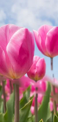 This phone live wallpaper features a stunning field of pink tulips against a blue sky background