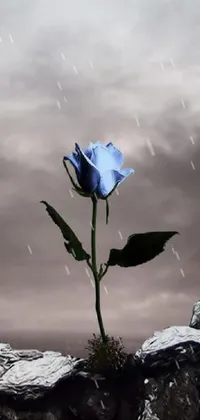 This live wallpaper features a striking blue flower situated on top of a rocky terrain against a gray stormy sky