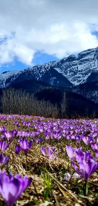 This colorful phone live wallpaper showcases a field of purple flowers and majestic mountains
