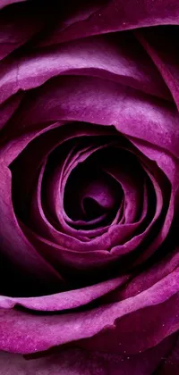 Looking for an exquisitely detailed phone live wallpaper? Look no further than this purple rose flower
