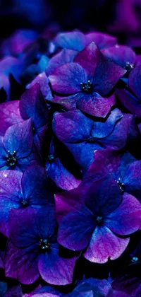 Flower Colorfulness Purple Live Wallpaper