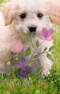 Flower Dog Plant Live Wallpaper