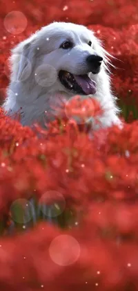 Looking for a live wallpaper that brings to life the essence of nature? Look no further than this serene wallpaper featuring a fluffy white dog nestled within a field of red flowers