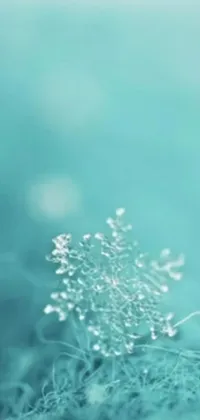 This phone live wallpaper features a stunning close up of a plant with water droplets