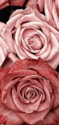 Flower Floribunda Garden Roses Live Wallpaper