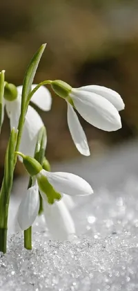 This phone live wallpaper features a group of gorgeous snowdrops gracefully sitting on top of a snow-covered ground