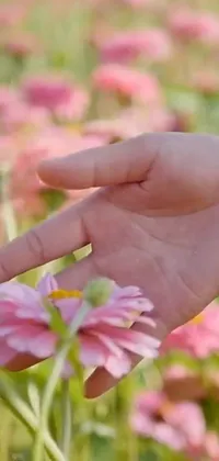 Looking for a phone live wallpaper to enhance the beauty of your home screen? Check out this stunning image featuring a hand holding a delicate pink flower against a field of colorful flowers, captured by a talented nature photographer in a still from a music video