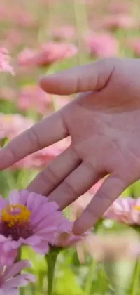 This mesmerizing phone live wallpaper showcases a detailed close-up of a hand touching a delicate pink flower, set against a backdrop of swaying pink flowers in a lush field