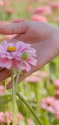 This beautiful live wallpaper showcases a soft pink flower held delicately in a hand with a stunning natural field of wildflowers as the backdrop