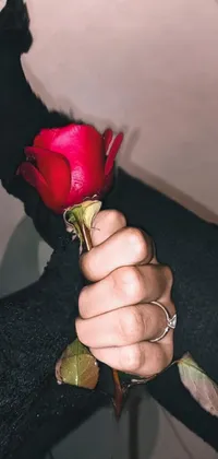 This phone live wallpaper showcases a captivating image of a hand holding a red rose against a background of Instagram icons